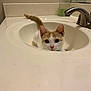 bathroom, cat, clean, countertop, curious, domestic_animal, ears, eyes, face, faucet, feline, indoor, orange_and_white, pet, relaxed, sink, soap_dispenser, tail, whiskers, white