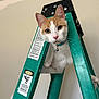 Ollie joined the competition — help win amazing prizes! cat, orange_and_white, ladder, curious, indoor, pet, collar, bell, closeup, whiskers, feline, step_ladder, household, alert, looking, animal, domestic, playful, cute, young_cat