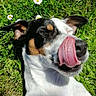 Naya participe au concours pour gagner de l'argent avec cette photo : dog, tongue, grass, daisies, outdoor, pet, animal, nature, white_fur, black_fur, brown_fur, close_up, happy, playful, sunlight, ears, nose, tongue_out, summer, expression