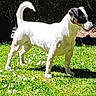 Naya participe au concours pour gagner de l'argent avec cette photo : dog, white_dog, black_patch, grass, greenery, sunlight, shadow, outdoor, pet, animal, nature, small_flowers, alert, standing, side_view, garden, daytime, canine, mammal, backyard