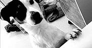 Naya participe au concours pour gagner de l'argent avec cette photo : dog, black_and_white, indoor, curious, pet, table, slippers, floor, household, animal, paw, head, face, ears, looking, canine, domestic, quiet, monochrome, close_up