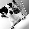 dog, black_and_white, indoor, curious, pet, table, slippers, floor, household, animal, paw, head, face, ears, looking, canine, domestic, quiet, monochrome, close_up