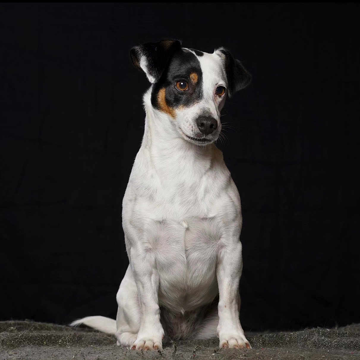 Naya a rejoint le concours — aidez-le/la à gagner de superbes lots ! dog, small_dog, white_fur, black_fur, brown_fur, pet, animal, studio, portrait, sitting, curious, attentive, canine, fur, ears, nose, paw, expression, isolated, black_background