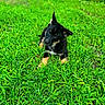 Oakes is registered to the contest to win money with this photo: puppy, dog, grass, green, outdoor, pet, young, animal, cute, nature, playful, ears, fur, black, tan, lying_down, field, summer, adorable, canine