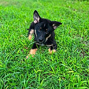 Oakes is registered to the contest to win money with this photo: puppy, grass, outdoor, black_fur, tan_fur, dog, pet, young, cute, animal, ears, eyes, nature, green, field, lying_down, playful, adorable, mammal, closeup