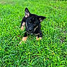 puppy, grass, outdoor, black_fur, tan_fur, dog, pet, young, cute, animal, ears, eyes, nature, green, field, lying_down, playful, adorable, mammal, closeup