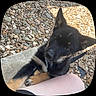Oakes is registered to the contest to win money with this photo: puppy, dog, black, tan, ears, paw, person, leg, outdoor, rocks, concrete, curious, pet, animal, cute, young, attention, looking, playful, companion
