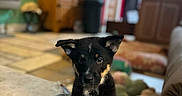 Oakes is registered to the contest to win money with this photo: puppy, dog, paw, indoor, living_room, furniture, lamp, wooden_cabinet, colorful_wall, floor, curious, pet, cute, animal, young_dog, black_dog, brown_paws, house, cozy, domestic