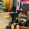 puppy, dog, paw, indoor, living_room, furniture, lamp, wooden_cabinet, colorful_wall, floor, curious, pet, cute, animal, young_dog, black_dog, brown_paws, house, cozy, domestic