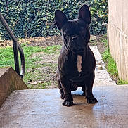 Oreo participe au concours pour gagner de l'argent avec cette photo : animal, bulldog, canine, dog, flagstone, frenchbulldog, handrail, path, pet, pitbull, puppy, walkway