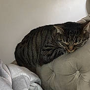 Saphyr a rejoint le concours — aidez-le/la à gagner de superbes lots ! animal, armrest, blanket, cat, comfort, couch, cozy, domestic, fur, furniture, home, indoor, nap, pet, relaxed, resting, sleeping, striped, tabby, tufted