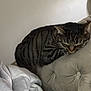animal, armrest, blanket, cat, comfort, couch, cozy, domestic, fur, furniture, home, indoor, nap, pet, relaxed, resting, sleeping, striped, tabby, tufted