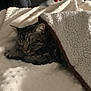 Saphyr participe au concours pour gagner de l'argent avec cette photo : animal, bed, blanket, cat, comfort, cozy, domestic_cat, feline, fur, household, indoor, pet, relaxation, resting, sleeping, soft, striped, tabby, textured_blanket, warm