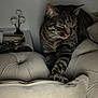 Saphyr a rejoint le concours — aidez-le/la à gagner de superbes lots ! animal, cat, comfortable, couch, cozy, cushion, decor, feline, flower_vase, furniture, home, indoor, pet, relaxed, resting, soft_light, stretching, striped, tabby, whiskers