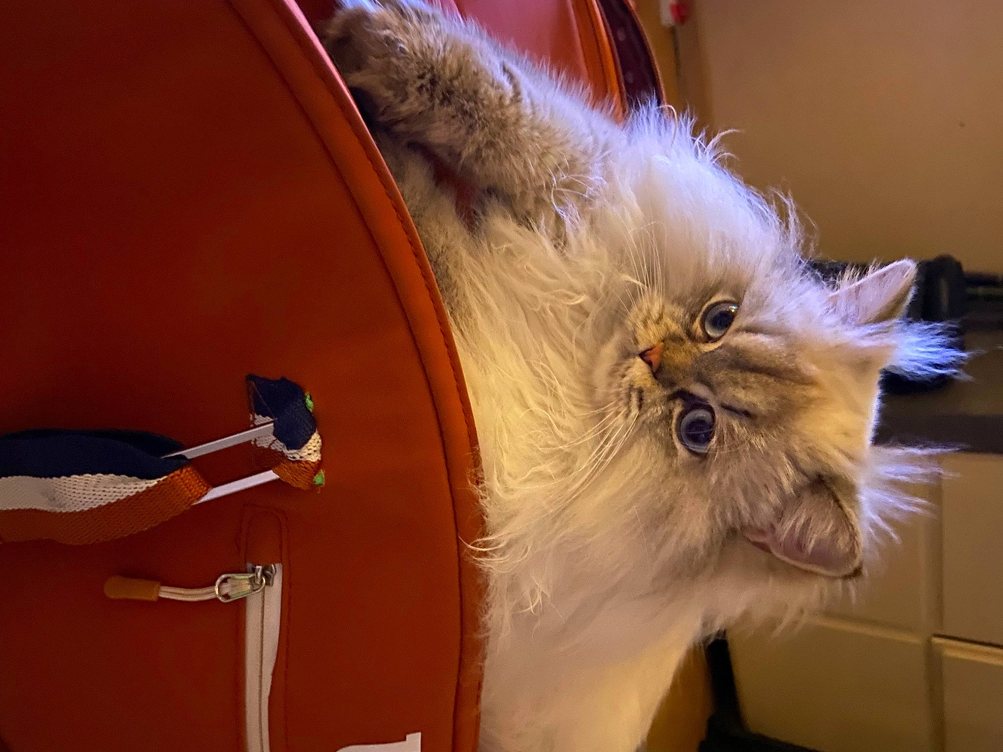 Ruby participe au concours pour gagner de l'argent avec cette photo : art, box, cabinetry, canidae, carnivore, cat, chair, companion_dog, eyewear, fashion_accessory, fawn, felidae, fur, hardwood, room, small_to_medium_sized_cats, snout, tail, whiskers, wood