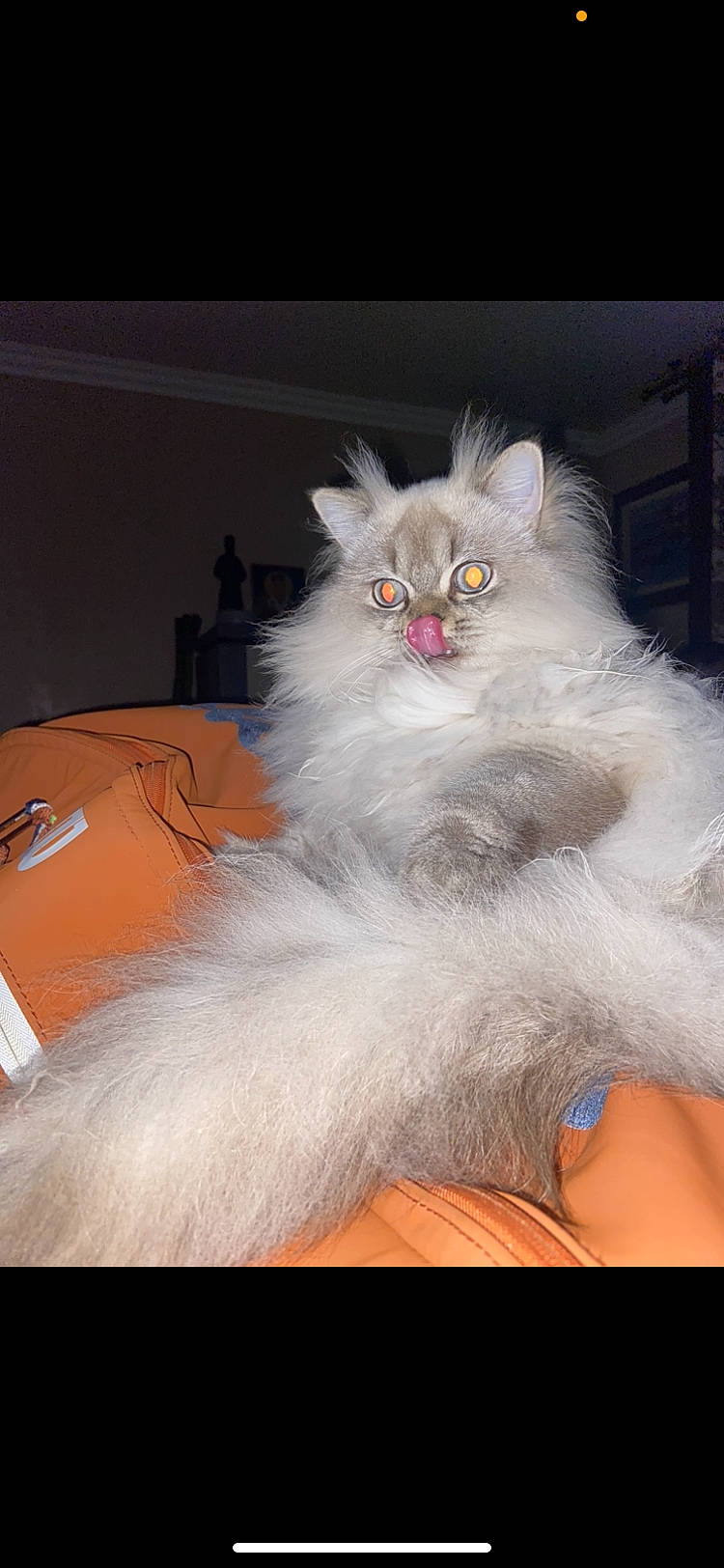 Ruby participe au concours pour gagner de l'argent avec cette photo : british_longhair, carnivore, cat, claw, eye, fawn, felidae, fur, paw, persian, small_to_medium_sized_cats, snout, tail, whiskers