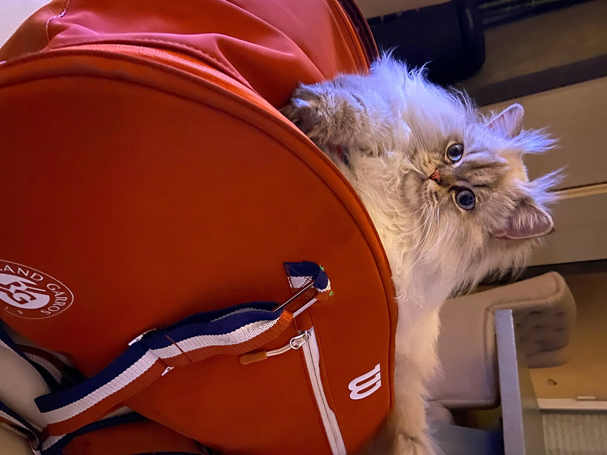 Ruby a rejoint le concours — aidez-le/la à gagner de superbes lots ! canidae, carnivore, companion_dog, dog, dog_breed, dog_clothes, eyewear, fashion_accessory, fawn, felidae, fur, human_leg, small_terrier, snout, sporting_group, sunglasses, terrier, toy_dog, whiskers, working_animal