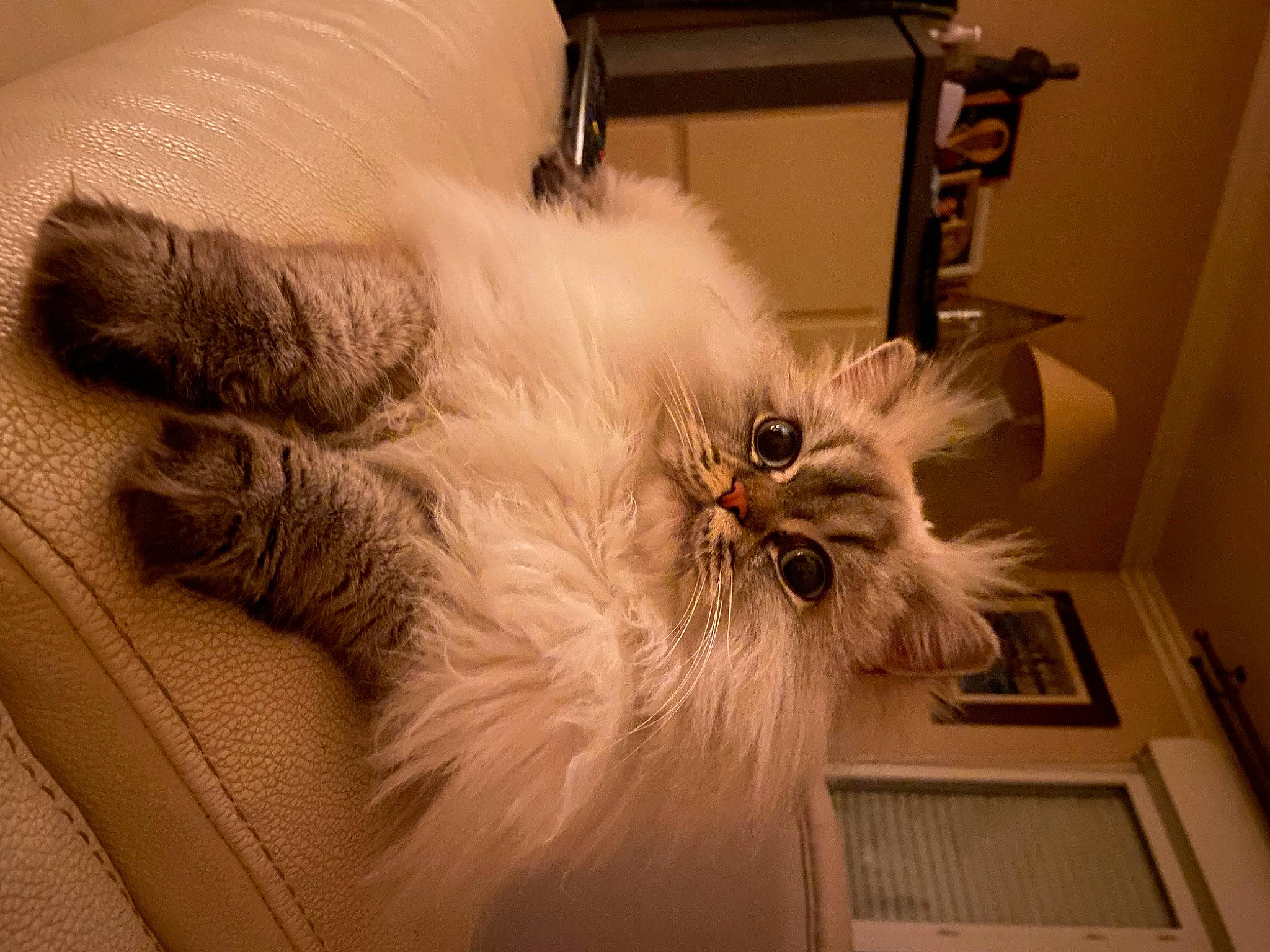 Ruby a rejoint le concours — aidez-le/la à gagner de superbes lots ! carnivore, cat, comfort, companion_dog, dog_breed, fawn, feather, felidae, fur, glasses, hardwood, paw, picture_frame, small_to_medium_sized_cats, snout, sunglasses, tail, toy_dog, whiskers, wood