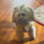 Siglinde Maria is registered to the contest to win money with this photo: animal, bandana, companion, cute, decor, dog, domestic, flooring, fluffy, fur, indoor, natural_light, pet, rug, shadow, small_dog, standing, toy_breed, wooden_floor, yellow_bandana