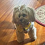 animal, bandana, companion, cute, decor, dog, domestic, flooring, fluffy, fur, indoor, natural_light, pet, rug, shadow, small_dog, standing, toy_breed, wooden_floor, yellow_bandana