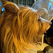 Schnuggy joined the competition — help win amazing prizes! dog, side_profile, long_hair, tongue_out, indoor, fan, furniture, window, curious, pet, brown_hair, animal, close_up, mammal, domestic_animal, portrait, hairy, companion, relaxed, household