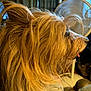 dog, side_profile, long_hair, tongue_out, indoor, fan, furniture, window, curious, pet, brown_hair, animal, close_up, mammal, domestic_animal, portrait, hairy, companion, relaxed, household