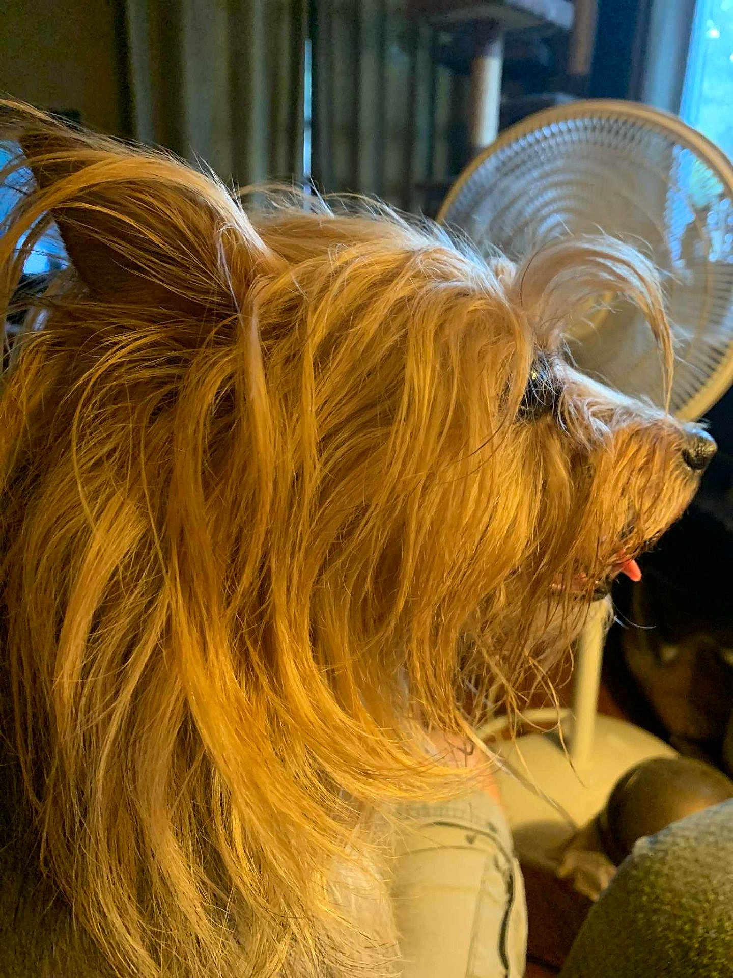 Schnuggy joined the competition — help win amazing prizes! dog, side_profile, long_hair, tongue_out, indoor, fan, furniture, window, curious, pet, brown_hair, animal, close_up, mammal, domestic_animal, portrait, hairy, companion, relaxed, household