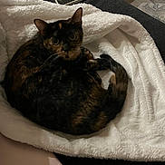 Patches is registered to the contest to win money with this photo: cat, tortoiseshell_cat, blanket, white_blanket, laptop, smartphone, indoor, curled_up, pet, cozy, fur, whiskers, looking, resting, home, furniture, technology, soft_texture, relaxed, animal
