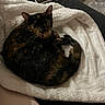 cat, tortoiseshell_cat, blanket, white_blanket, laptop, smartphone, indoor, curled_up, pet, cozy, fur, whiskers, looking, resting, home, furniture, technology, soft_texture, relaxed, animal