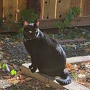 Biscuit joined the competition — help win amazing prizes! black_cat, cat, feline, animal, pet, sitting, outdoor, backyard, wooden_fence, vines, leaves, sunlight, shadows, concrete, garden, rustic, whiskers, yellow_eyes, tail, portrait