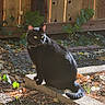 black_cat, cat, feline, animal, pet, sitting, outdoor, backyard, wooden_fence, vines, leaves, sunlight, shadows, concrete, garden, rustic, whiskers, yellow_eyes, tail, portrait