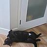 Biscuit joined the competition — help win amazing prizes! cat, black_cat, pet, animal, lying_down, belly_up, relaxed, sleeping, indoor, wooden_floor, door, doorway, home, white_wall, black_fur, tail, whiskers, ears, playful, funny_pose