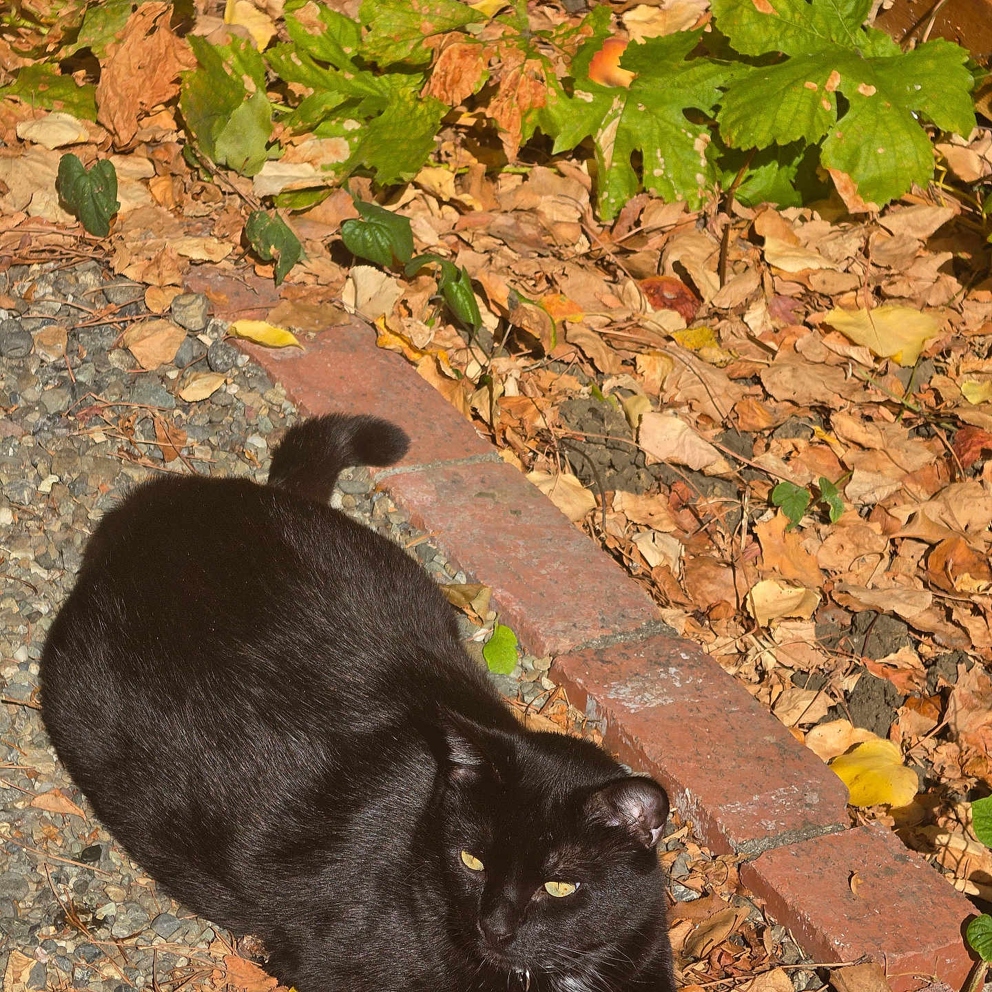 Biscuit