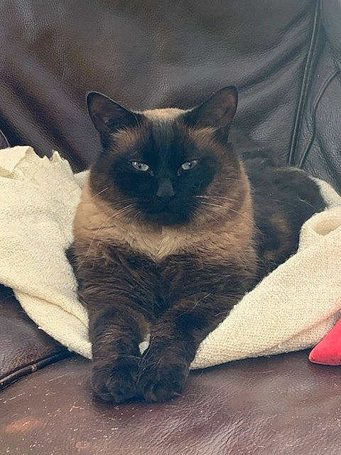 Harper a rejoint le concours — aidez-le/la à gagner de superbes lots ! black_cat, carnivore, cat, claw, comfort, domestic_short_haired_cat, fawn, felidae, fur, grey, head, iris, siamese, sitting, small_to_medium_sized_cats, snout, tail, terrestrial_animal, thai, whiskers