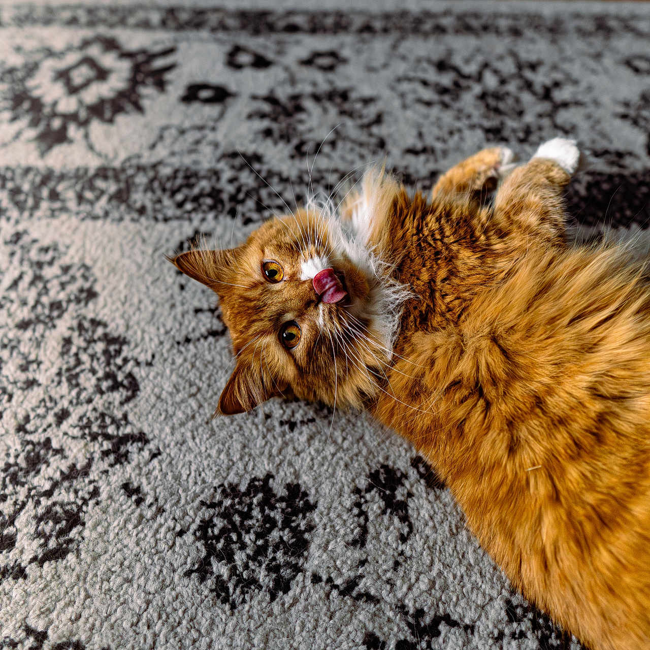 Millie is registered to the contest to win money with this photo: abyssinian, animal, bodypart, cat, couch, furniture, hardwood, homedecor, indoors, interiordesign, kitten, manx, mouth, person, pet, plywood, rug, stainedwood, tongue, wood