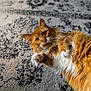 Millie is registered to the contest to win money with this photo: animal, carpet, cat, close_up, curious, cute, domestic_cat, fluffy, fur, indoor, lying_down, orange_cat, patterned_rug, paw, pet, playful, relaxed, soft, whiskers, yellow_eyes