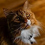 animal, background_blur, cat, close_up, curious, cute, domestic_cat, feline, fluffy, fur, golden_eyes, indoor, looking_up, mammal, orange_cat, pet, portrait, soft_focus, whiskers, white_fur