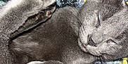 Michonne Grimes is registered to the contest to win money with this photo: animal, blanket, cat, closeup, cozy, curled_up, cute, ear, feline, fur, gray_cat, indoor, patterned_blanket, paw, pet, relaxed, resting, sleeping, soft, whiskers