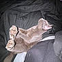 Michonne Grimes joined the competition — help win amazing prizes! animal, bed, blanket, cat, comfort, cozy, cute, domestic_animal, feline, fur, gray_cat, indoor, mammal, paw_pads, pet, relaxed, resting, sleeping, tail, whiskers