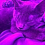 Michonne Grimes joined the competition — help win amazing prizes! animal, blanket, cat, closeup, cozy, cute, domestic_cat, ears, feline, fur, indoor, nap, peaceful, pet, purple_tint, relaxing, resting, sleeping, soft, whiskers