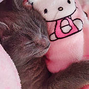 Michonne Grimes joined the competition — help win amazing prizes! animal, blanket, cat, closeup, comfort, cozy, cuddle, cute, cute_character, fur, gray_cat, hello_kitty, indoors, napping, pet, pink, relaxing, resting, sleeping, soft