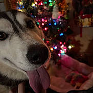 Kayrah is registered to the contest to win money with this photo: dog, husky, tongue_out, close_up, pet, hand, christmas_tree, lights, colorful, indoor, festive, blurred_background, cozy, animal, domestic_animal, fur, cute, happy, holiday, bed