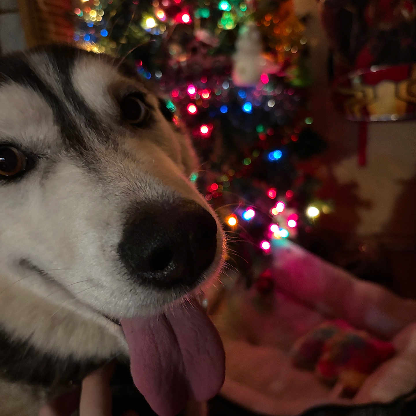 Kayrah is registered to the contest to win money with this photo: animal, bed, blurred_background, christmas_tree, close_up, colorful, cozy, cute, dog, domestic_animal, festive, fur, hand, happy, holiday, husky, indoor, lights, pet, tongue_out