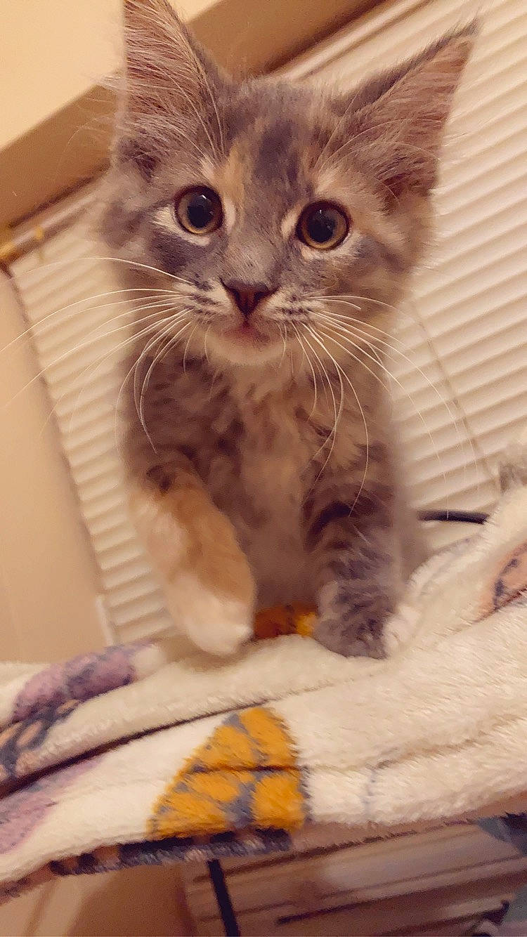 Satin joined the competition — help win amazing prizes! animal_shelter, carnivore, cat, cat_supply, claw, comfort, domestic_short_haired_cat, ear, fawn, felidae, fur, iris, paw, pet_supply, photo_caption, small_to_medium_sized_cats, snout, whiskers