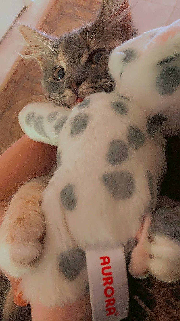 Satin is registered to the contest to win money with this photo: carnivore, cat, claw, comfort, companion_dog, domestic_short_haired_cat, ear, fawn, felidae, fur, mammal, paw, small_to_medium_sized_cats, tail, toy, vertebrate, whiskers, white