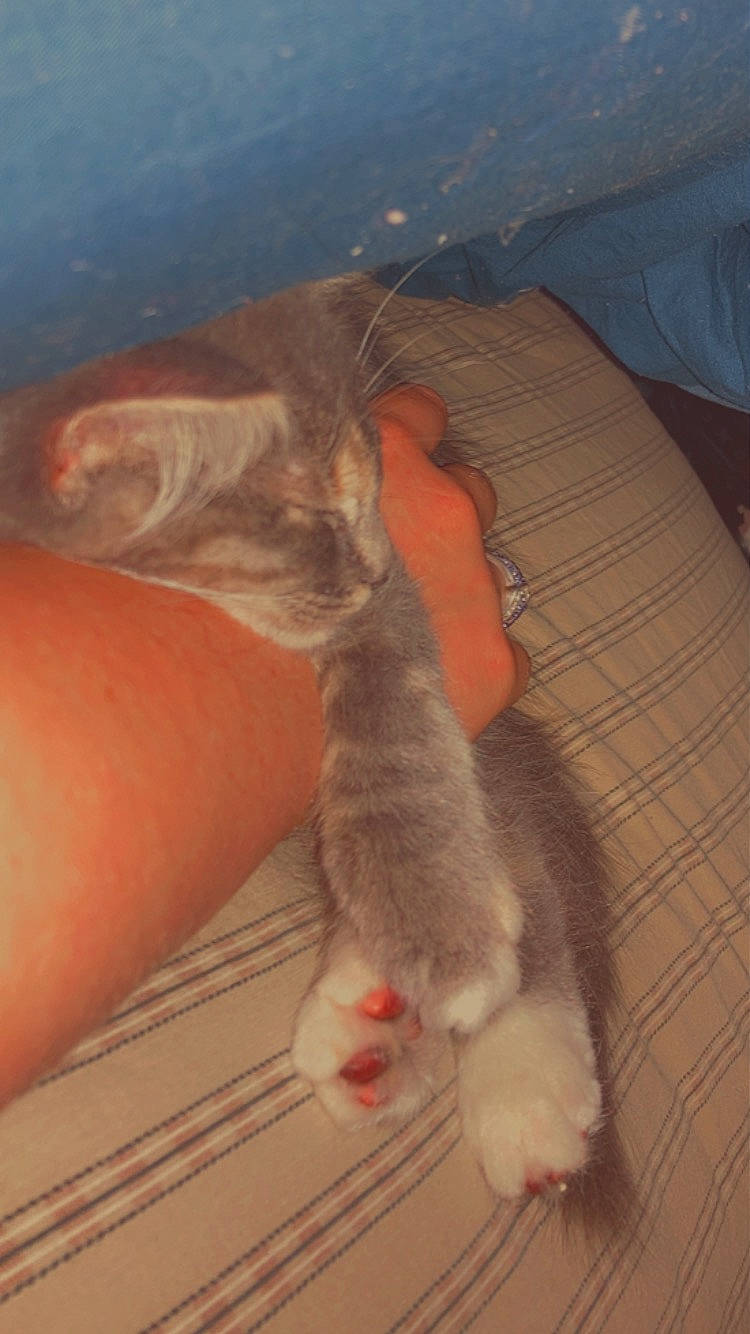 Satin joined the competition — help win amazing prizes! canidae, carnivore, cat, claw, comfort, domestic_short_haired_cat, fawn, felidae, flooring, foot, fur, hardwood, human_leg, paw, small_to_medium_sized_cats, snout, tail, toe, whiskers, wood