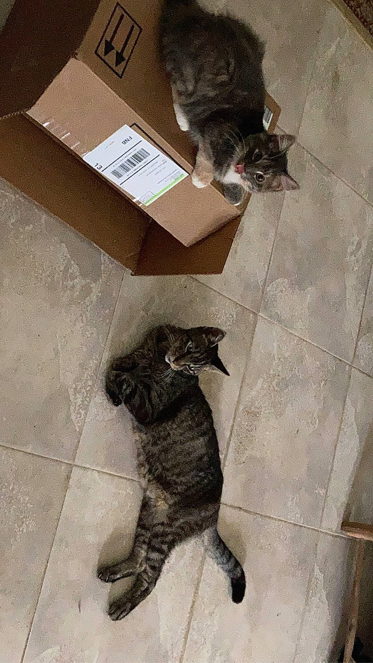 Satin is registered to the contest to win money with this photo: box, cardboard, carnivore, carton, cat, companion_dog, dog_breed, domestic_short_haired_cat, felidae, floor, flooring, fur, grey, hardwood, room, shipping_box, small_to_medium_sized_cats, tail, whiskers, wood