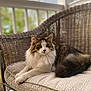 cat, longhair_cat, fluffy_tail, wicker_chair, cushion, geometric_pattern, porch, balcony, bokeh_background, greenery, pet, feline, paws, whiskers, ear, indoor_outdoor, relaxing, portrait, closeup, sitting