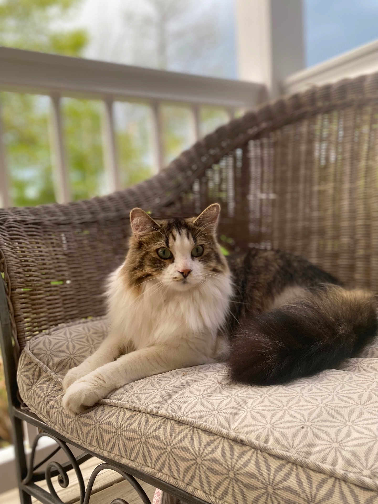 Luna joined the competition — help win amazing prizes! cat, longhair_cat, fluffy_tail, wicker_chair, cushion, geometric_pattern, porch, balcony, bokeh_background, greenery, pet, feline, paws, whiskers, ear, indoor_outdoor, relaxing, portrait, closeup, sitting