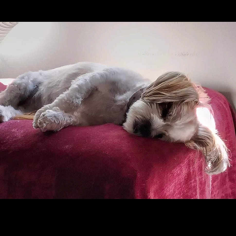 Prince is registered to the contest to win money with this photo: canidae, carnivore, cat, comfort, companion_dog, dog_breed, fawn, felidae, fur, grey, linens, magenta, nap, paw, room, small_to_medium_sized_cats, sporting_group, tail, terrestrial_animal, whiskers